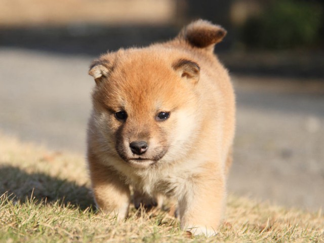 IMG_5756shibainu