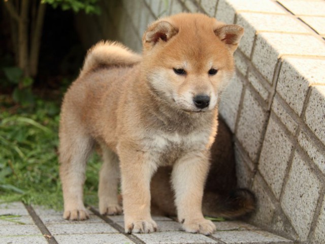 IMG_5891-shibainu-puppy