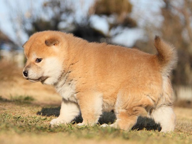 IMG_5965--shibainu Puppy IMG_5965--shibainu Puppy
