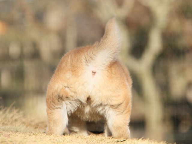 IMG_5971--shibainu Puppy IMG_5971--shibainu Puppy