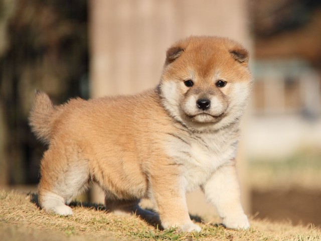 IMG_5979--shibainu Puppy IMG_5979--shibainu Puppy