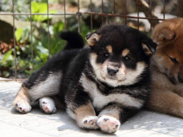 IMG_5999shiba IMG_5999shiba