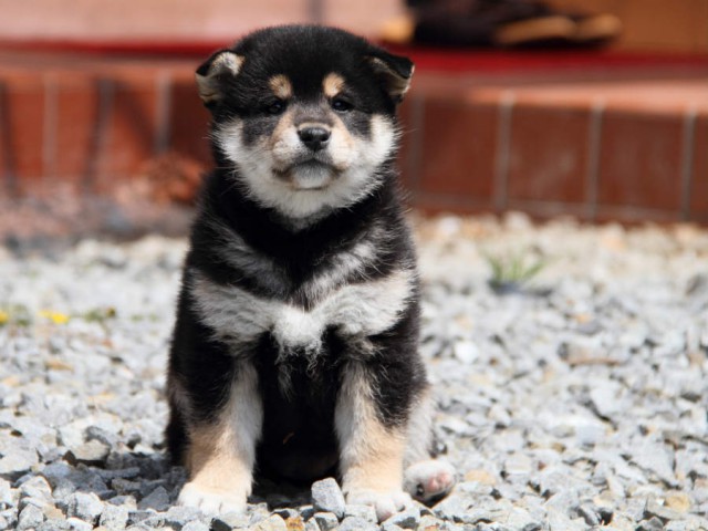 IMG_6017shiba IMG_6017shiba