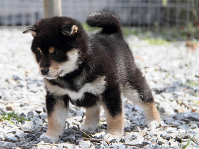 IMG_6024shiba IMG_6024shiba