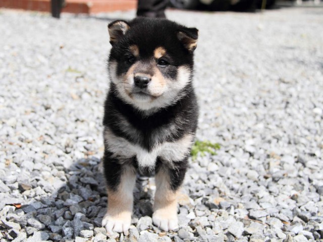IMG_6065shiba IMG_6065shiba