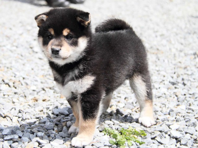 IMG_6067shiba IMG_6067shiba
