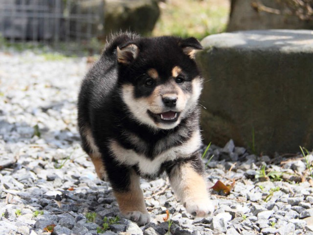 IMG_6094shiba IMG_6094shiba