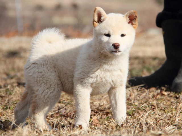 IMG_6234shibainu IMG_6234shibainu