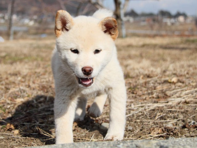 IMG_6238shibainu IMG_6238shibainu