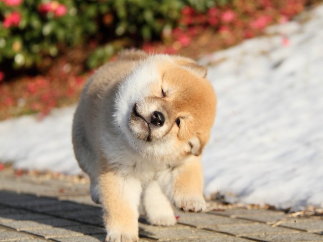 IMG_6247--shibainu Puppy