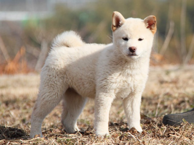 IMG_6249shibainu IMG_6249shibainu
