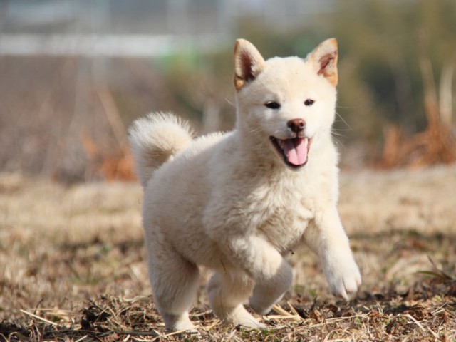 IMG_6252shibainu IMG_6252shibainu