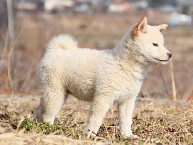 IMG_6273shibainu IMG_6273shibainu