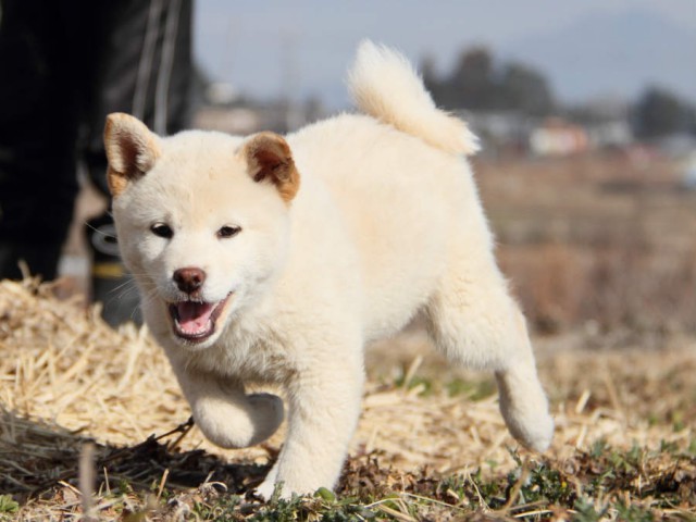 IMG_6280shibainu IMG_6280shibainu