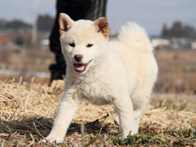 IMG_6281shibainu IMG_6281shibainu