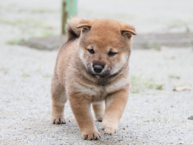 IMG_6286-shibainu Puppy