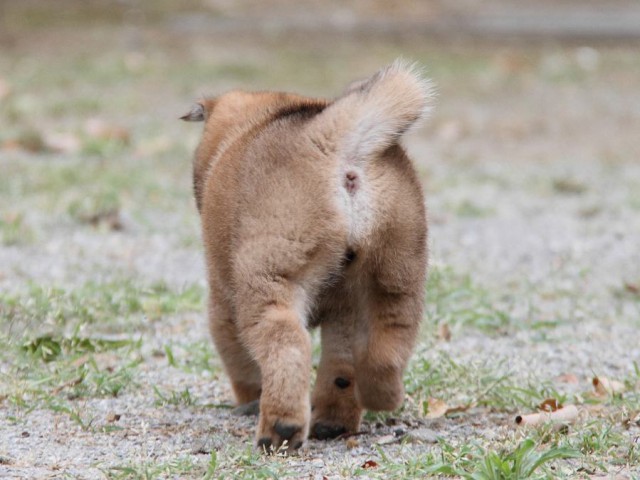 IMG_6291-shibainu Puppy