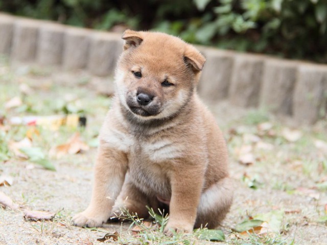 IMG_6322-shibainu Puppy