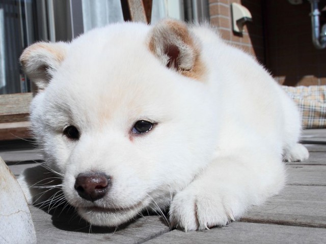 IMG_6491Shiba IMG_6491Shiba