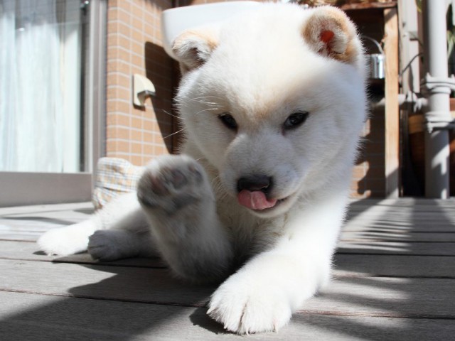 IMG_6496Shiba IMG_6496Shiba