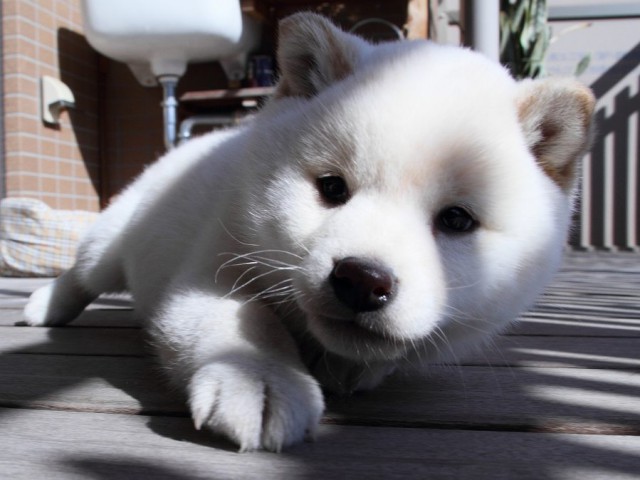 IMG_6510Shiba IMG_6510Shiba