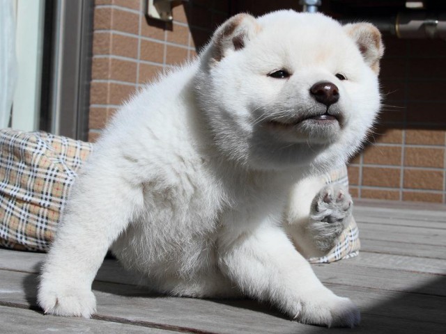 IMG_6529Shiba IMG_6529Shiba