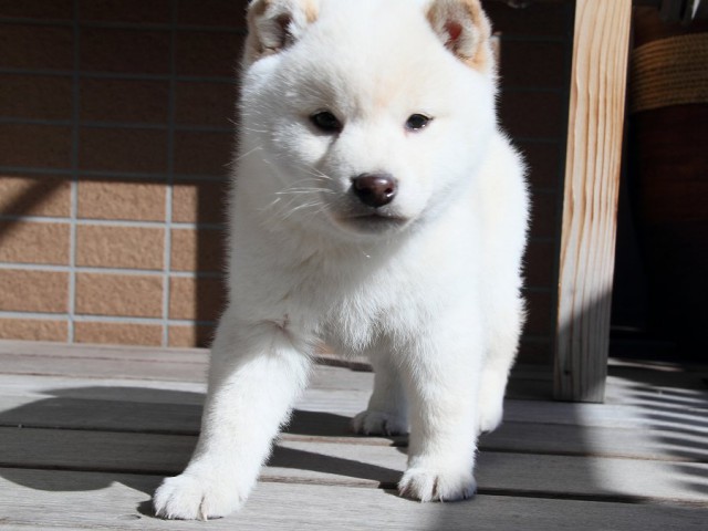 IMG_6595Shiba IMG_6595Shiba