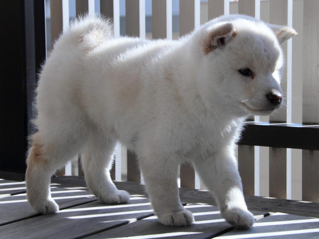 IMG_6616Shiba IMG_6616Shiba