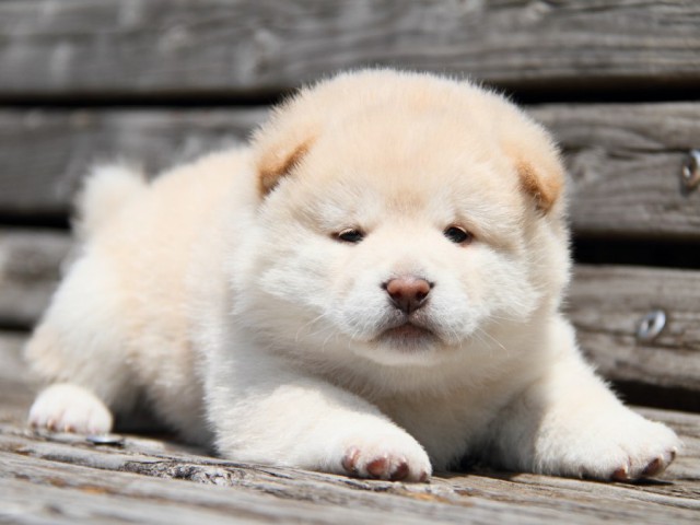 IMG_6618-shibainu-puppy IMG_6618-shibainu-puppy
