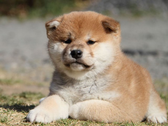 IMG_6624-shibainu-koinu IMG_6624-shibainu-koinu