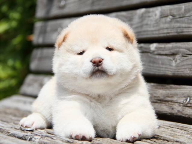 IMG_6630-shibainu-puppy IMG_6630-shibainu-puppy