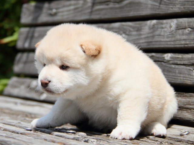 IMG_6637-shibainu-puppy IMG_6637-shibainu-puppy