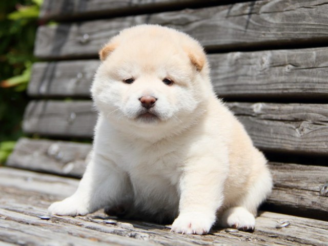 IMG_6640-shibainu-puppy IMG_6640-shibainu-puppy