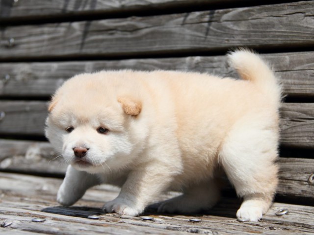 IMG_6654-shibainu-puppy IMG_6654-shibainu-puppy