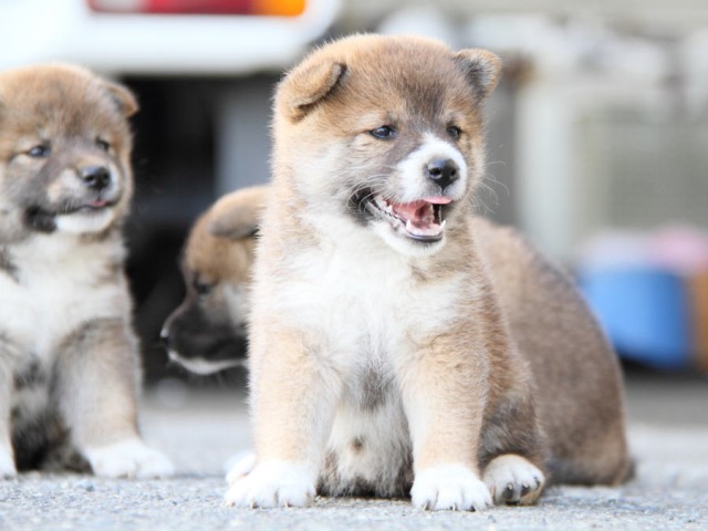 IMG_6756shiba IMG_6756shiba