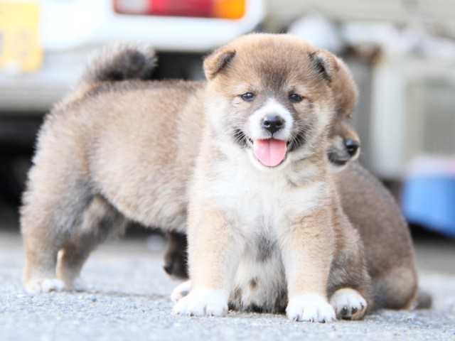 IMG_6763shiba IMG_6763shiba