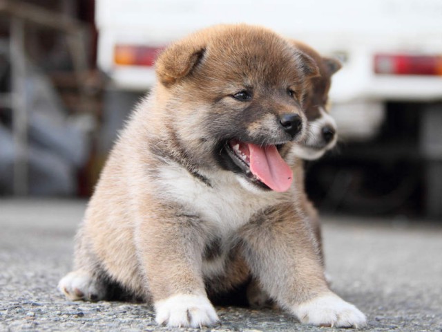 IMG_6806shiba IMG_6806shiba