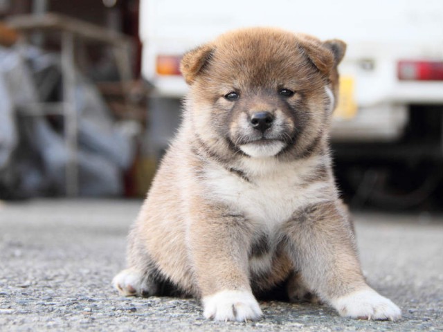 IMG_6811shiba IMG_6811shiba