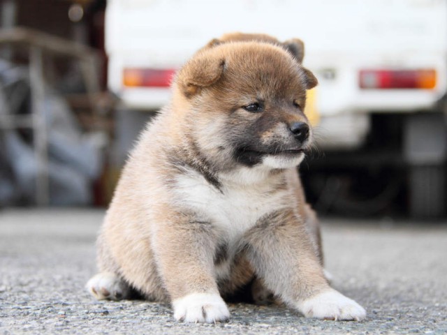 IMG_6817shiba IMG_6817shiba