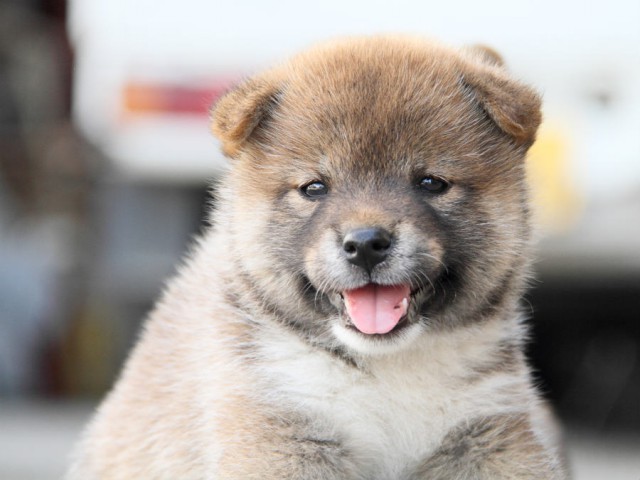IMG_6821shiba IMG_6821shiba
