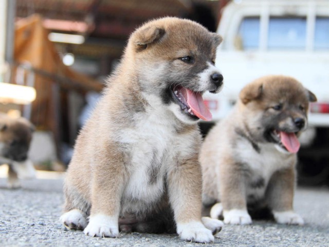 IMG_6841shiba IMG_6841shiba