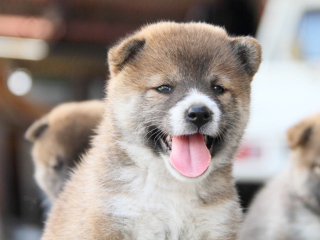 IMG_6854shiba IMG_6854shiba