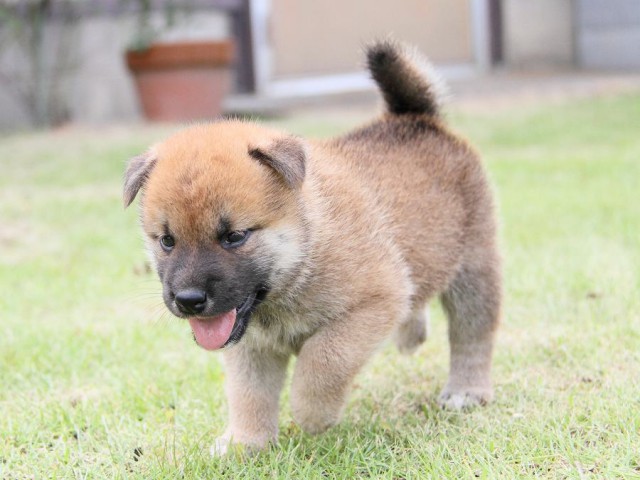 IMG_6869-shibainu Puppy IMG_6869-shibainu Puppy