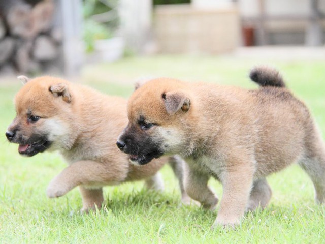 IMG_6873-shibainu Puppy IMG_6873-shibainu Puppy
