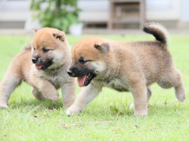 IMG_6885-shibainu Puppy IMG_6885-shibainu Puppy
