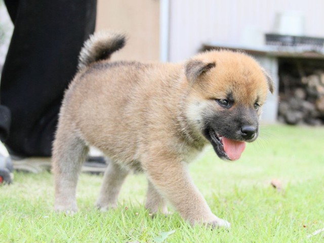 IMG_6897-shibainu Puppy IMG_6897-shibainu Puppy