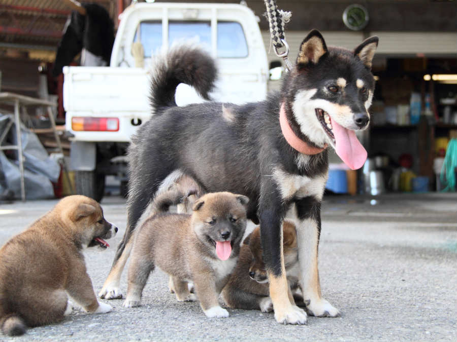 IMG_6897shiba