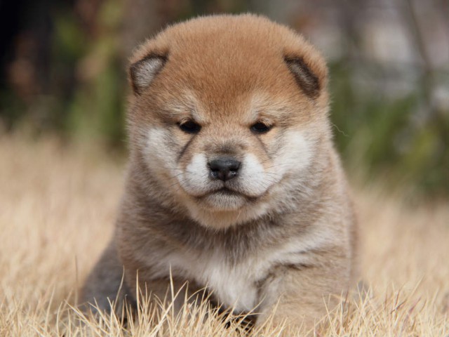 IMG_6901shibainu IMG_6901shibainu