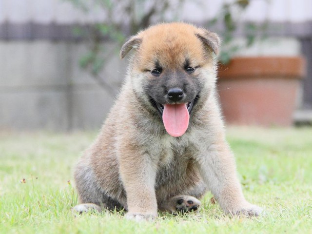 IMG_6909-shibainu Puppy IMG_6909-shibainu Puppy