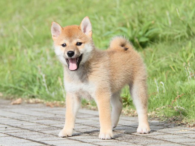 IMG_7114-shibainu Puppy